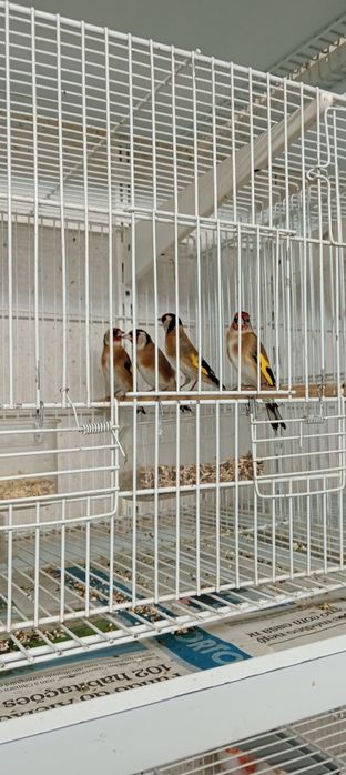 Tenho alguns pássaros destes para ceder