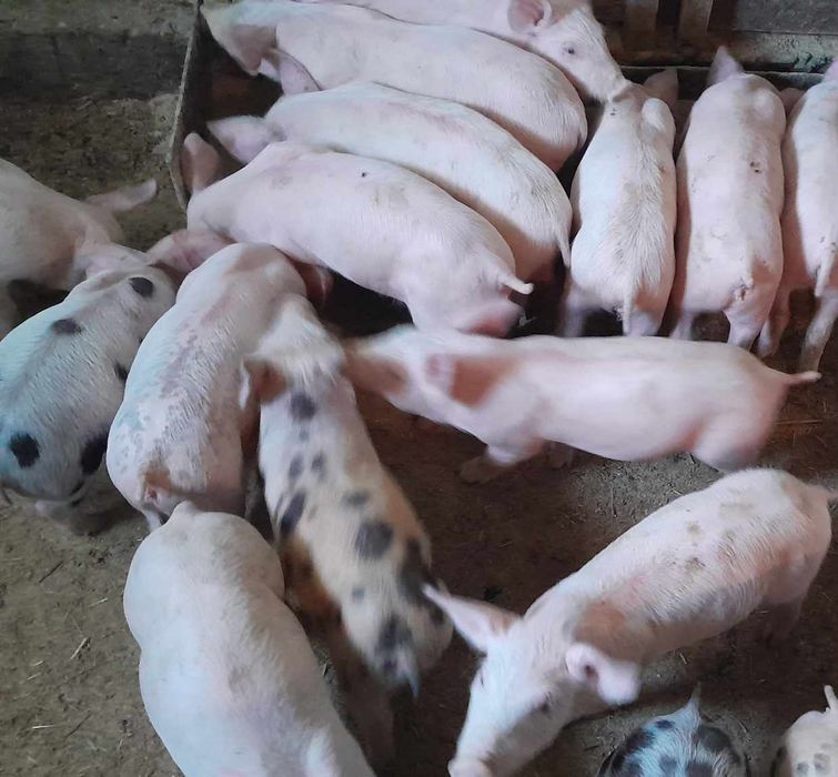 Продаєм поросята мясної породи без хімії