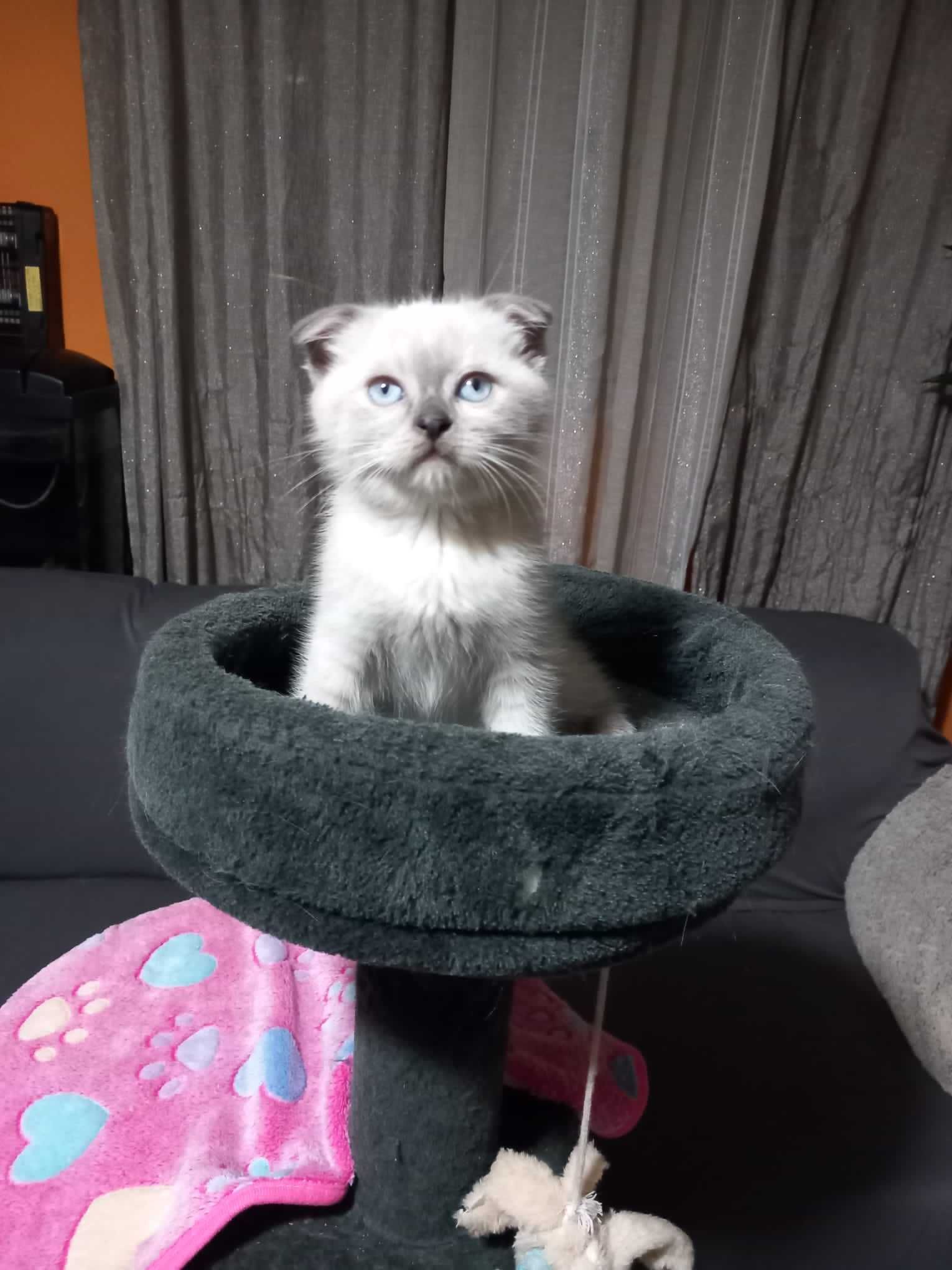 Scottish Fold blue