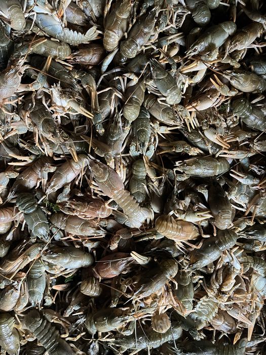 Живые раки прямо из Днестра