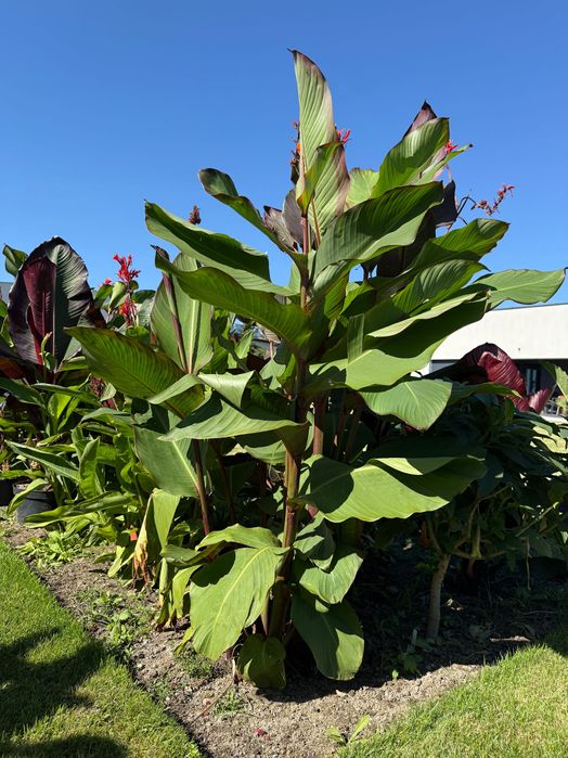 Canna kanna Musafolia Grande