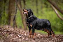 Rottweiler w schronisku. Starszy, duży pies o którym zapomniał świat.