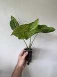 Syngonium Mojito