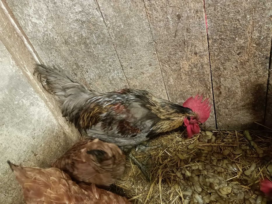 Sprzedam koguta srebrnego