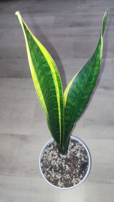 Гілд едж високорослий Філодендрон біркін