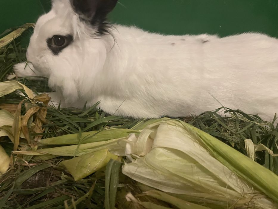 Продам кролика декоративного