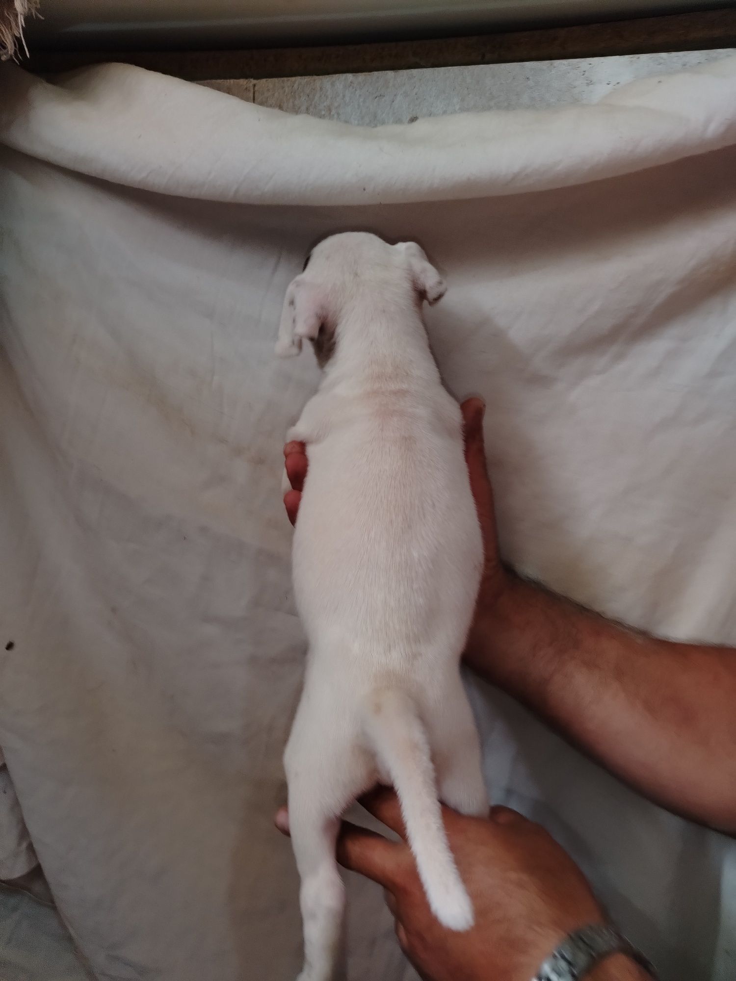 Lindo macho branco