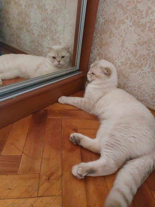 Шотланський висловухий в'язка.