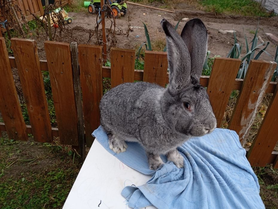 Belgijski Olbrzym Szynszylowy