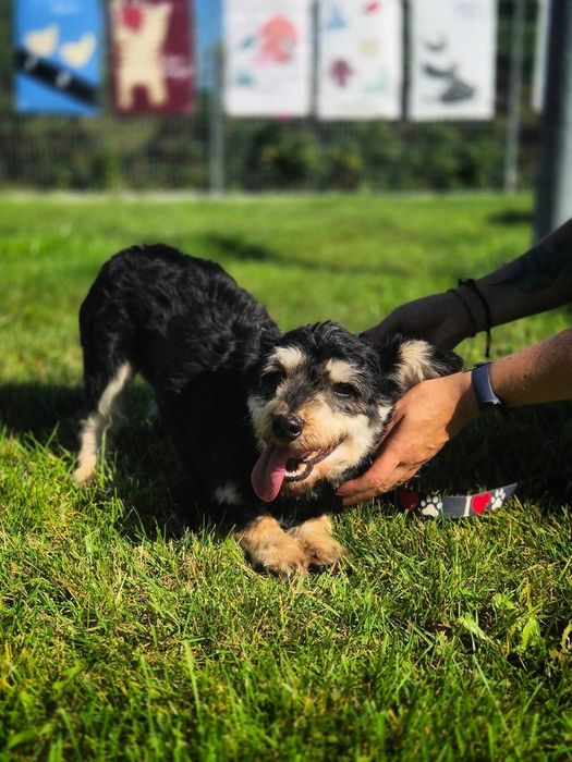 Wieczny szczeniak czeka na odpowiedzialnych opiekunów
