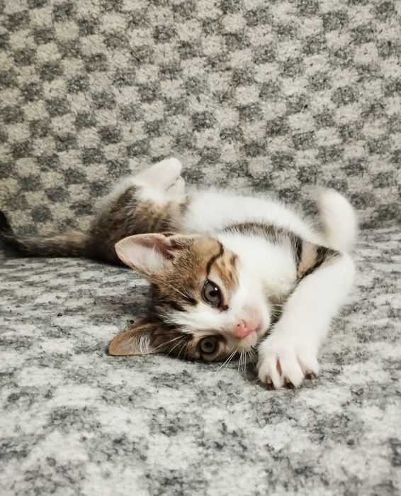 Oddam kotka kocurka w dobre ręce