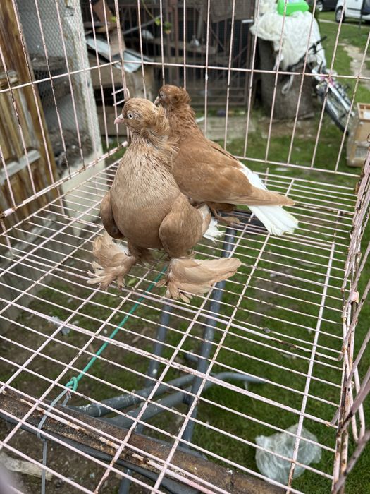 Sprzedam wiszfany zolte koroniate kosmate