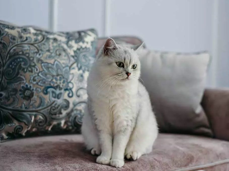 Перетримка котів та кішок