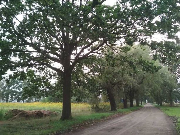 Działka budowlana. Paproć, powiat nowotomyski.