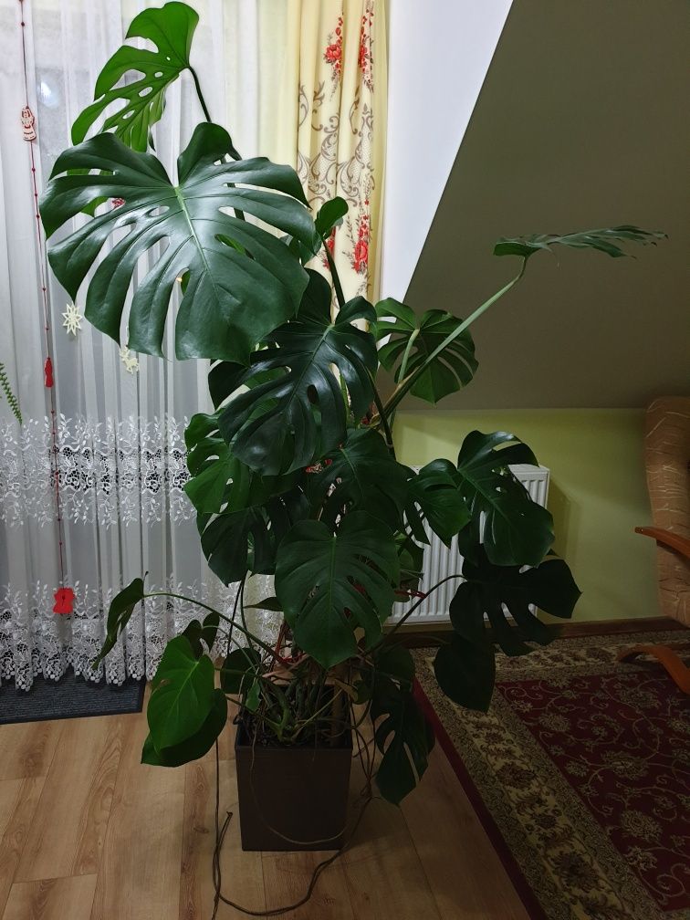 Monstera kwiat  175cm