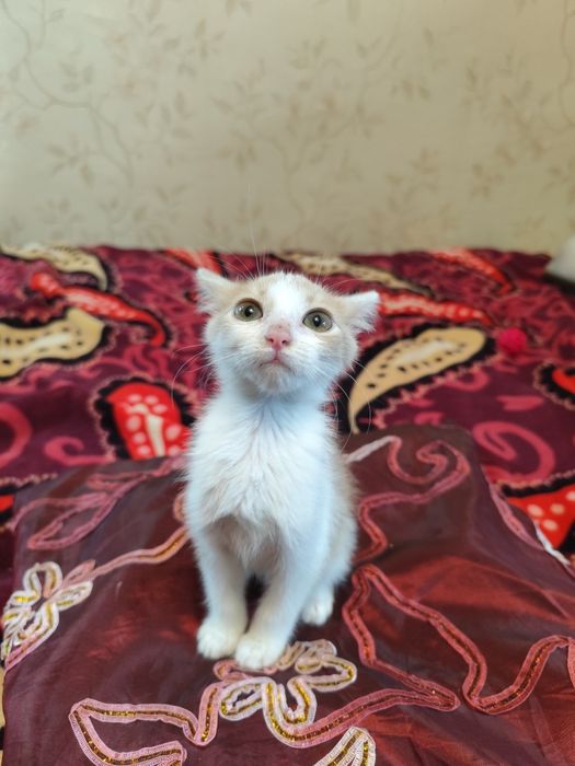 Рижий котик хлопчик два міс.