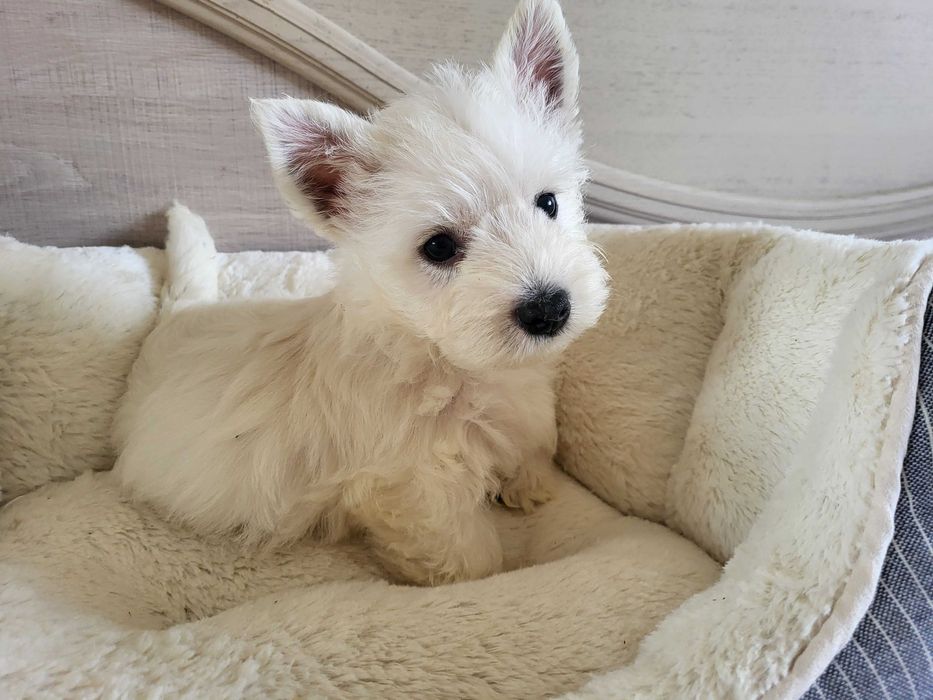 West Highland White Terrier, цуценята