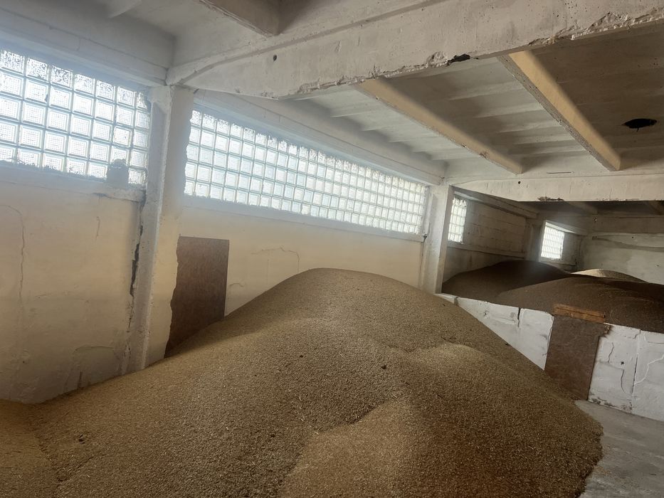 Owies na opał Jęczmień ozimy