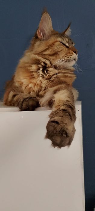 Gatinha Maine coon
