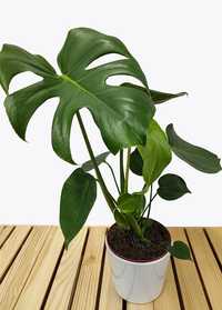 Monstera deliciosa- ukorzenione szczepki