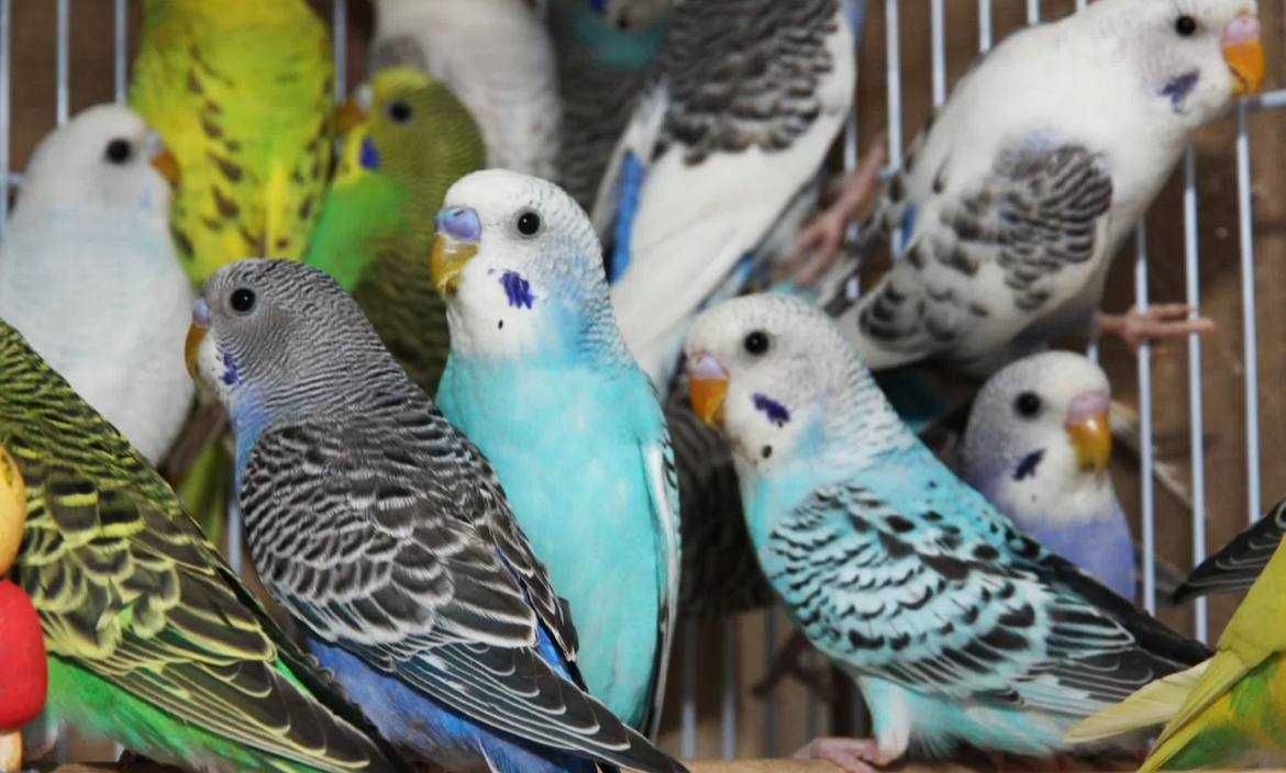 Молодые ручные Волнистые попугаи