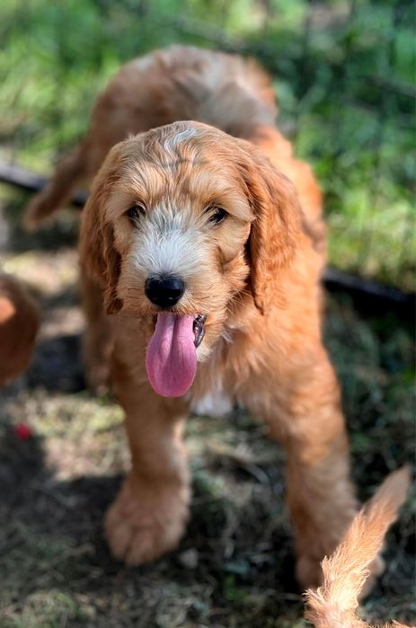 Irishdoodle&Goldendoodle - Badania genetyczne