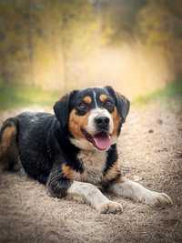 SZIBA - mądry piękny i aktywny psiak do adopcji