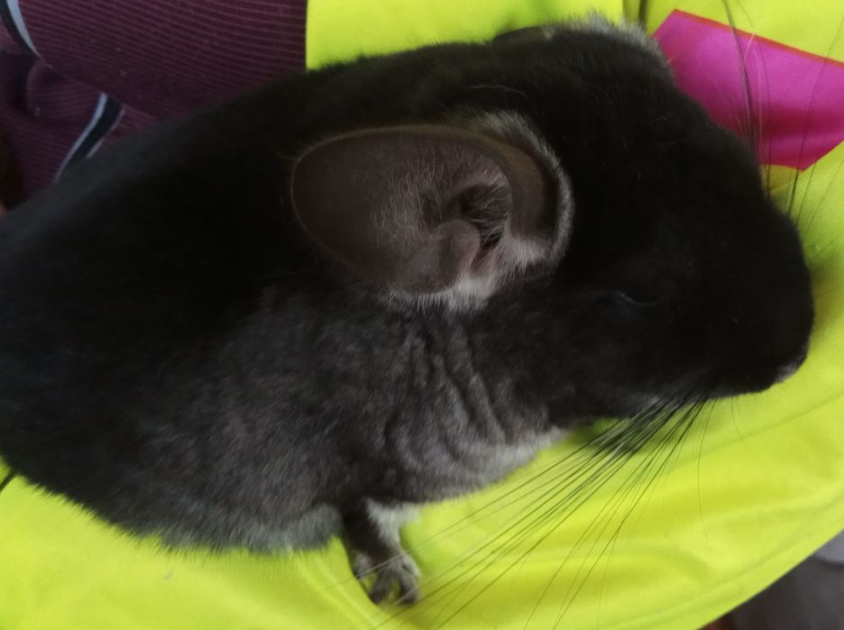 Szynszyla samiczka czarna aksamitna