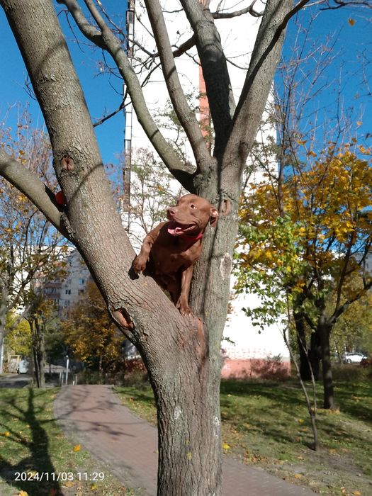 Є цуценята пітбуля, залишилось 2