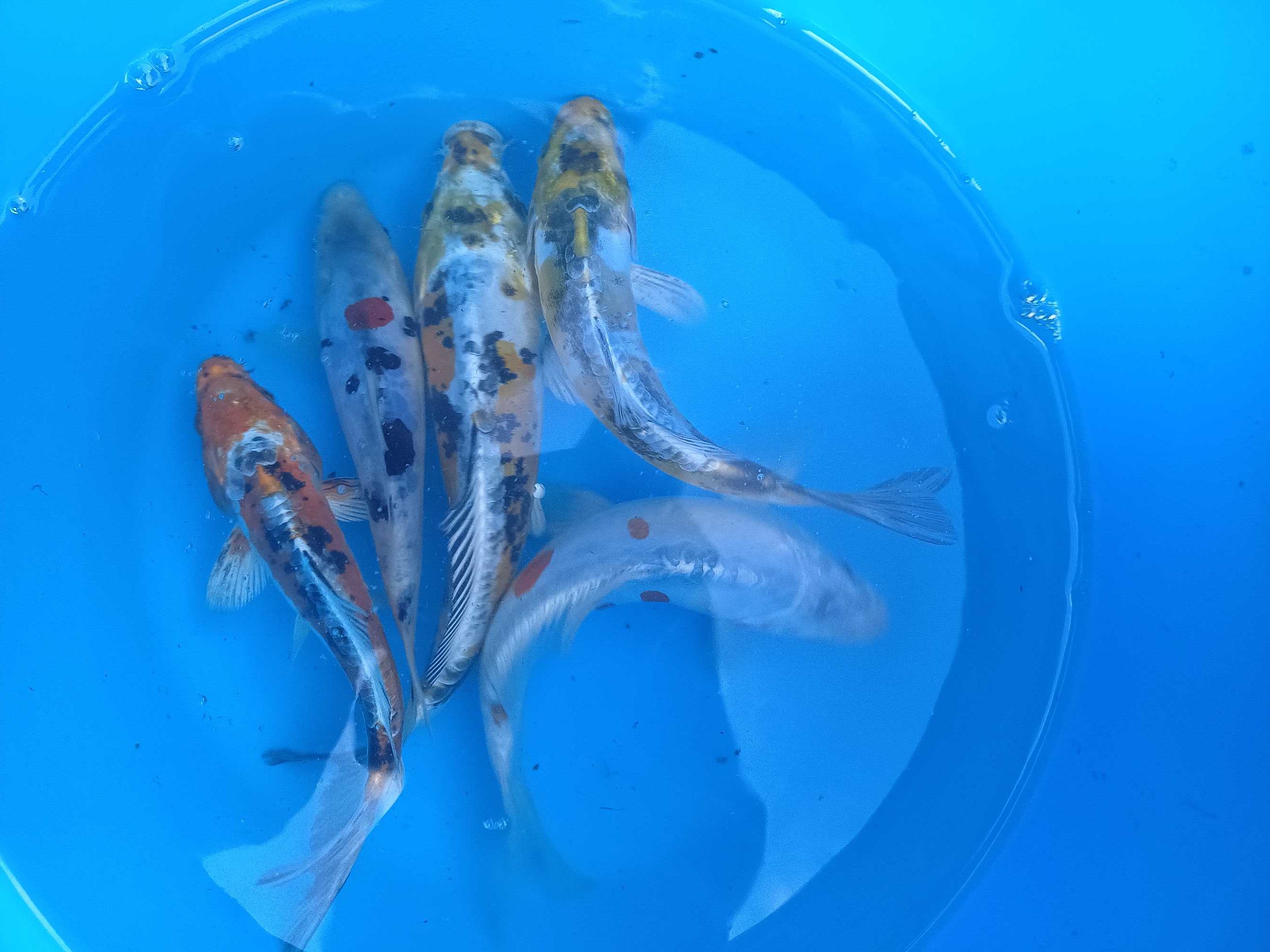 Karp Koi 20 - 30+ cm