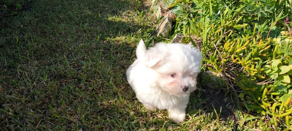 Bichon maltês fêmea criado em ambiente familiar disponível
