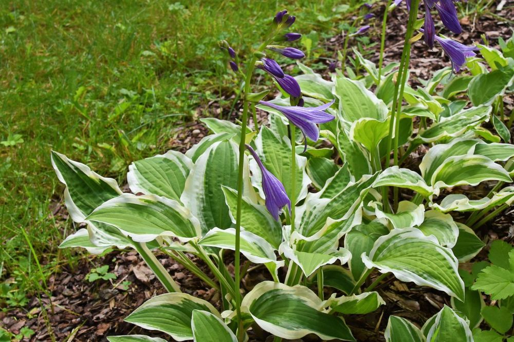 Funkia Hosta 'Emily Dickinson' wiele sadzonek Doniczka 2.0L