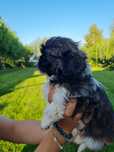 Shih tzu z rodowodem Bajka