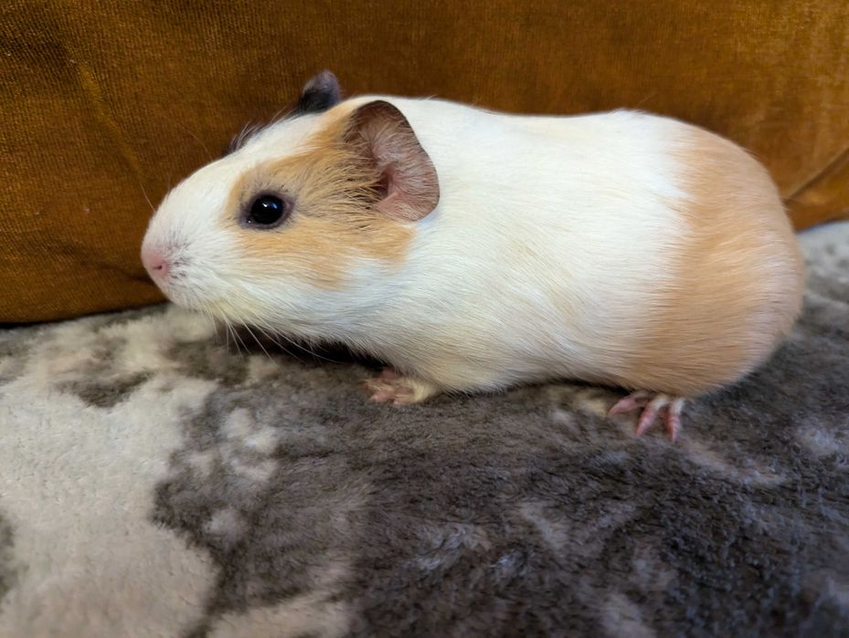 Морська свинка (мурчак, морські свинки)