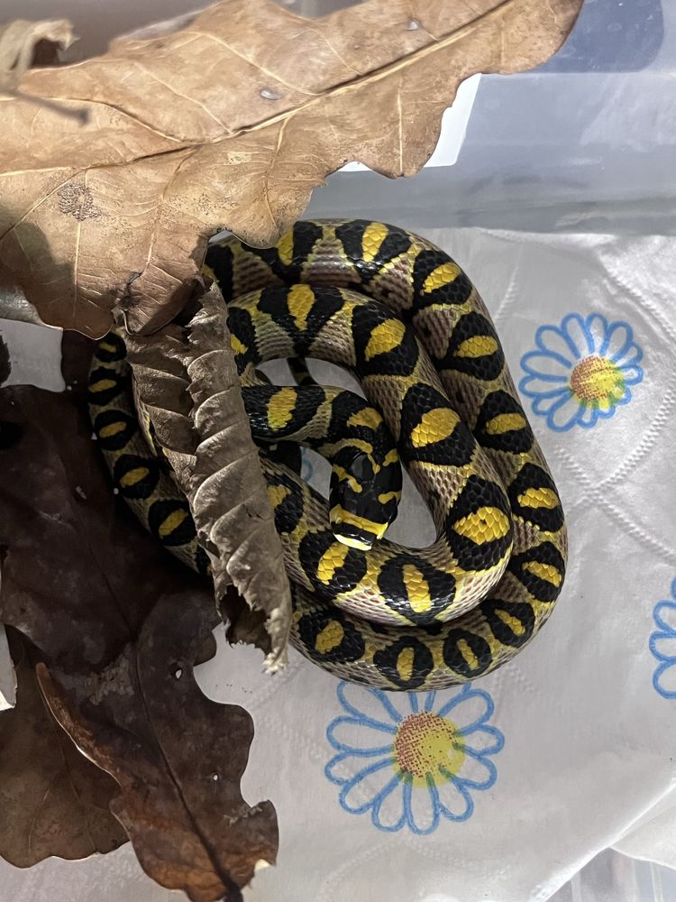 Euprepiophis mandarinus Wąż Mandaryński