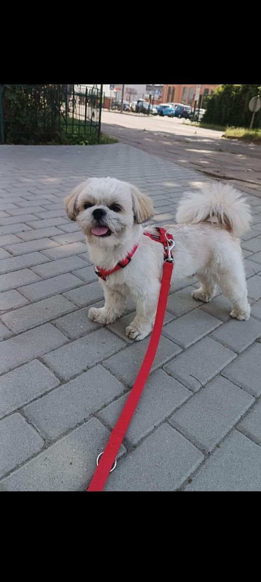Shih-Tzu urocza suczka