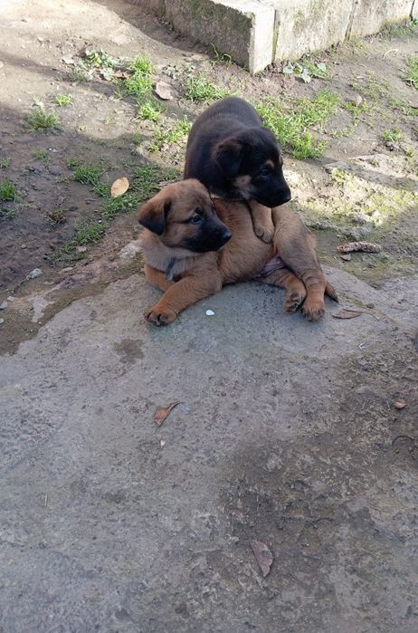 Цуценята, помісь німецької вівчарки