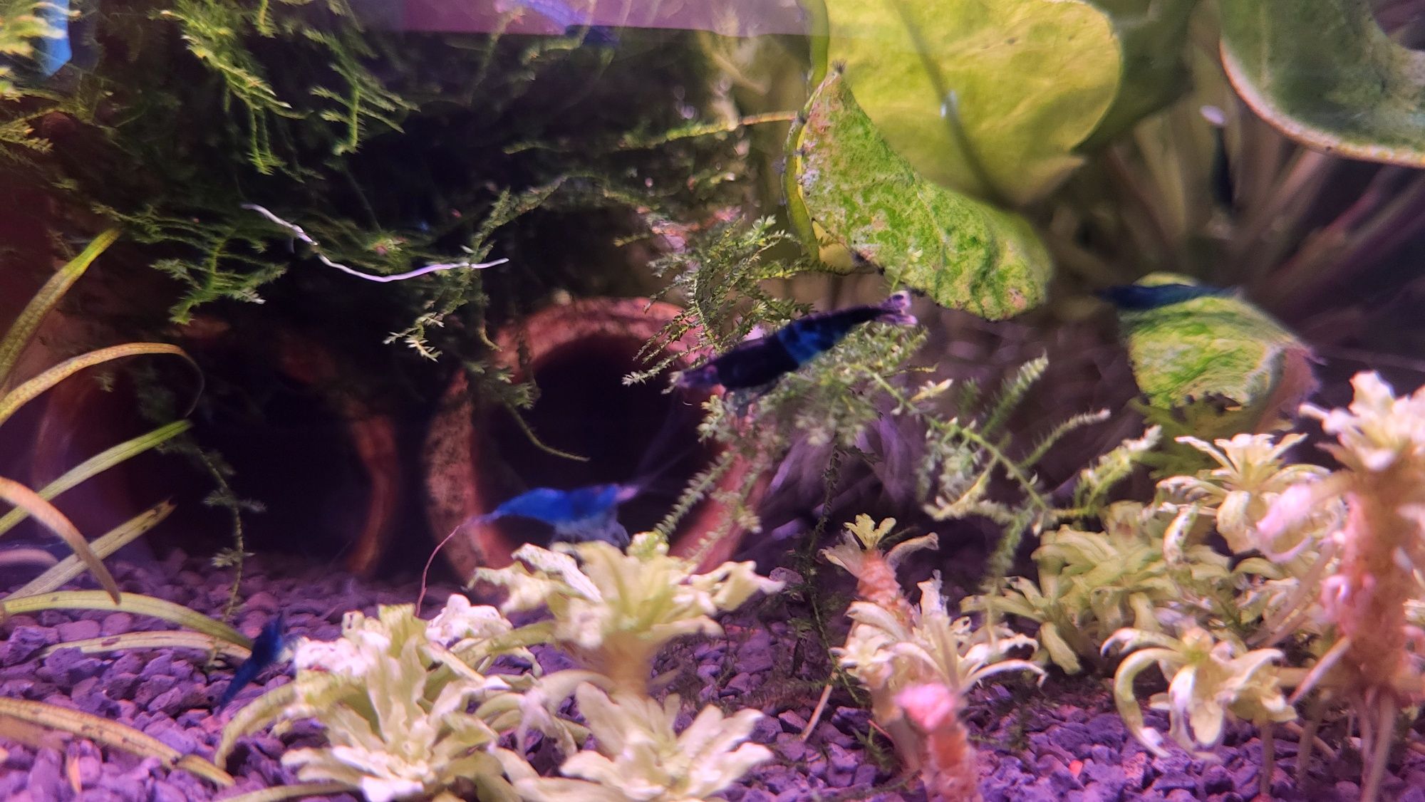 Krewetki Blue Velvet