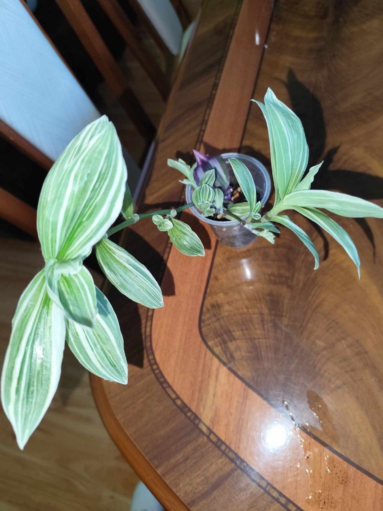 Tradescantia quicksilver szybko rosnąca, trzykrotka variegata