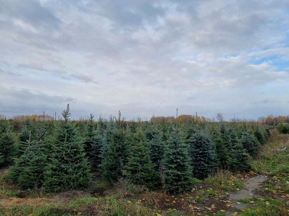 Świerk srebrny 300cm, świerk kujący, serbski