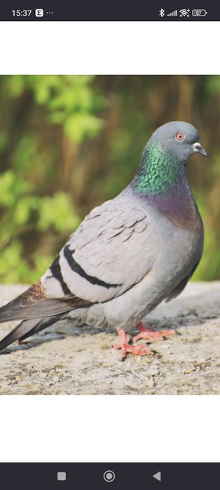 Gołębie pocztowe. Własna hodowla.