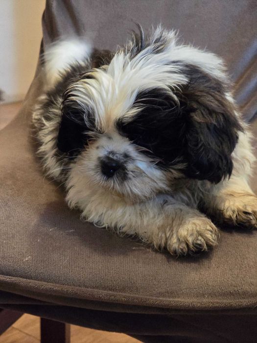 piesek shih tzu szuka nowego domu