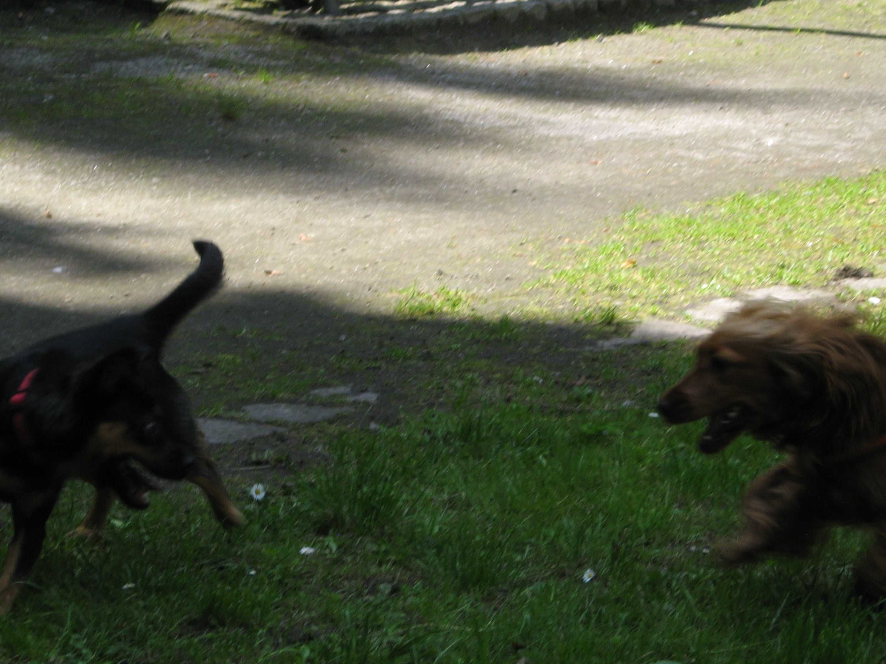 Cudowna suczka do adopcji