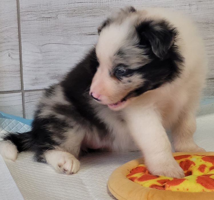 Border Collie suczka