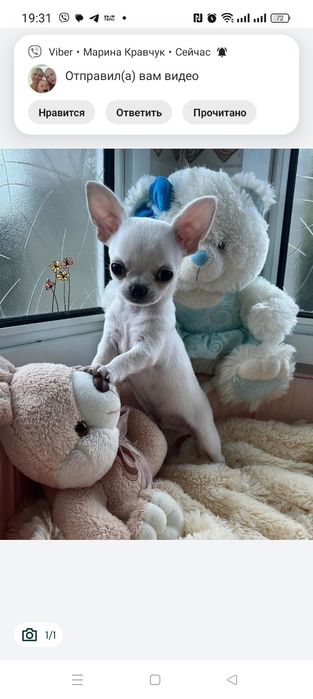 Щенки чихуахуа. Мальчики и девочки