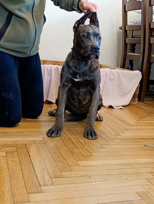 Cane corso-suczka FCI
