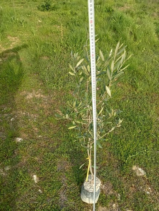 Drzewko Oliwki Europejskiej 140 cm wysokosci