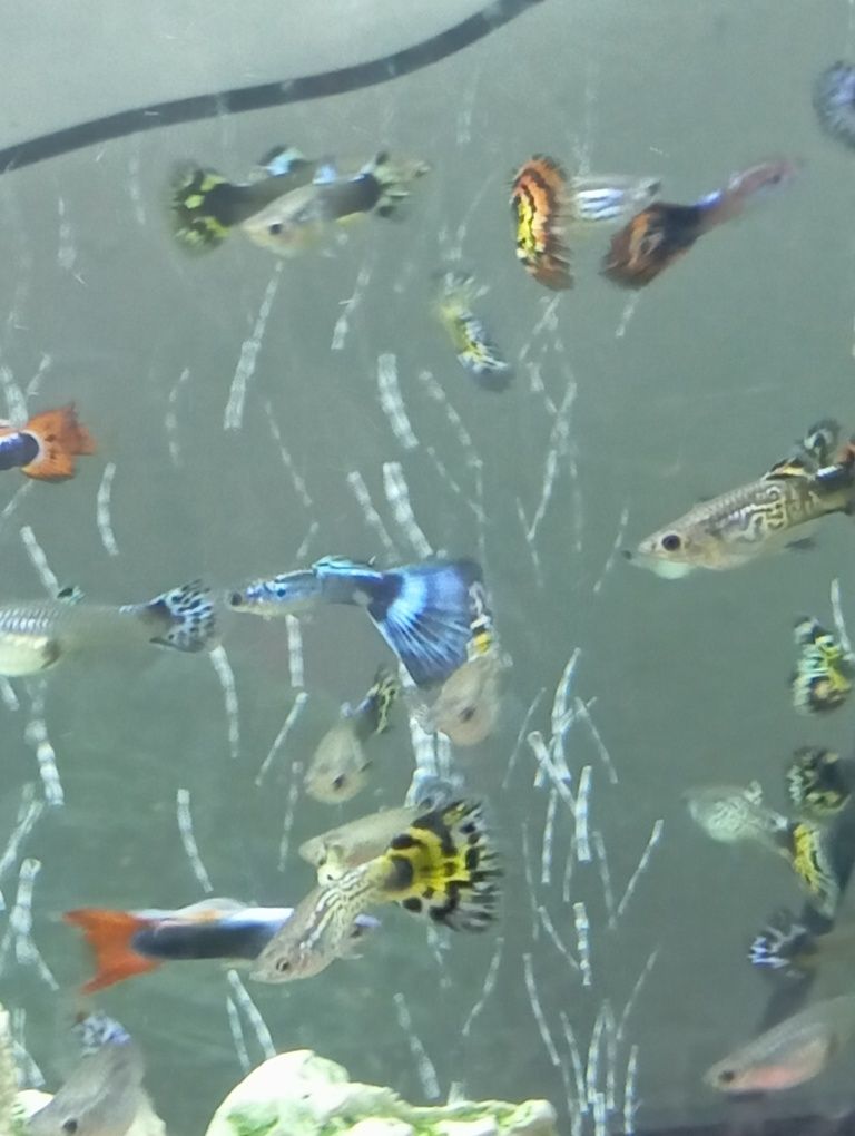 Guppys e Mollys Gold Black