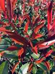 Photinia red robin cerca de 50cm