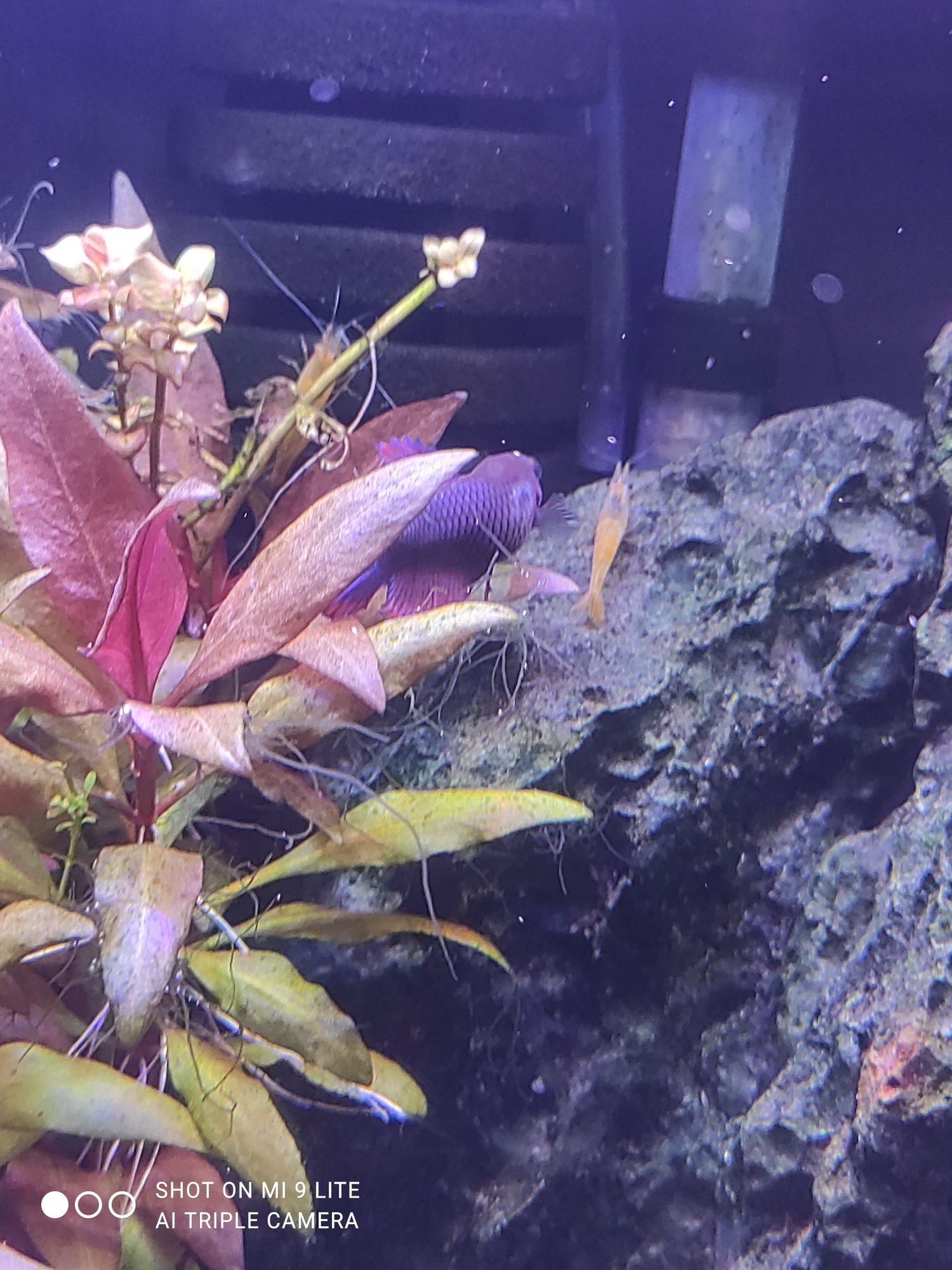 Peixe Betta Fêmea